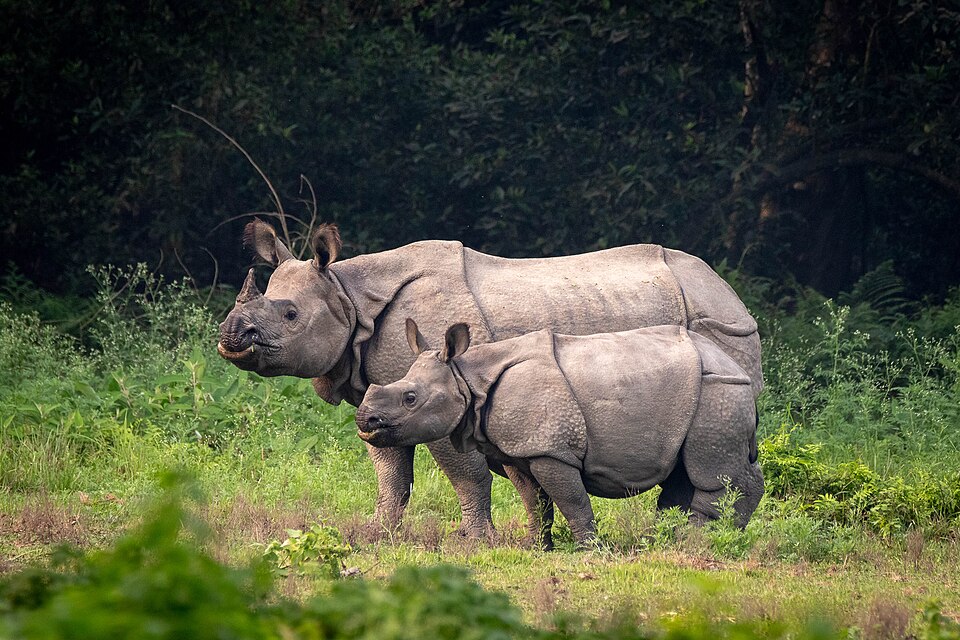 Chitwan National Park